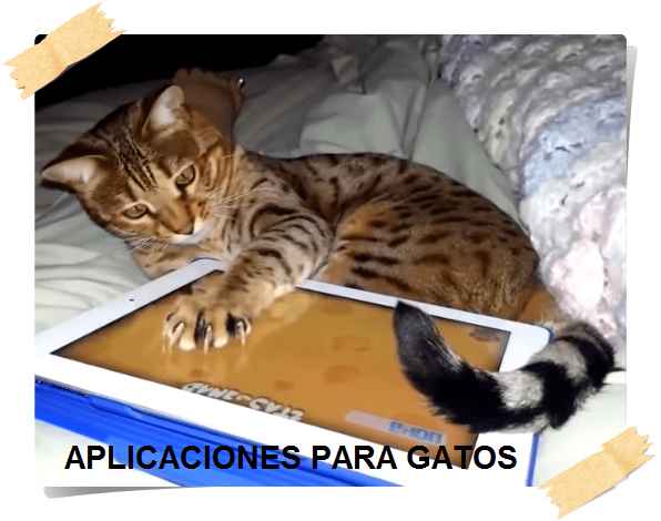 aplicaciones para gatos