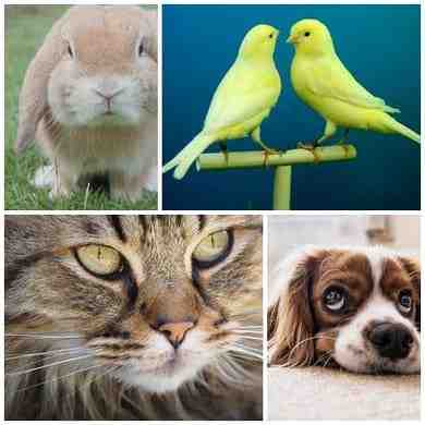 aplicaciones para mascotas