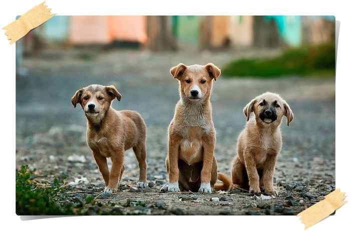 aplicaciones para perros