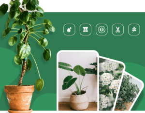 Identifica plantas al instante con LeafSnap